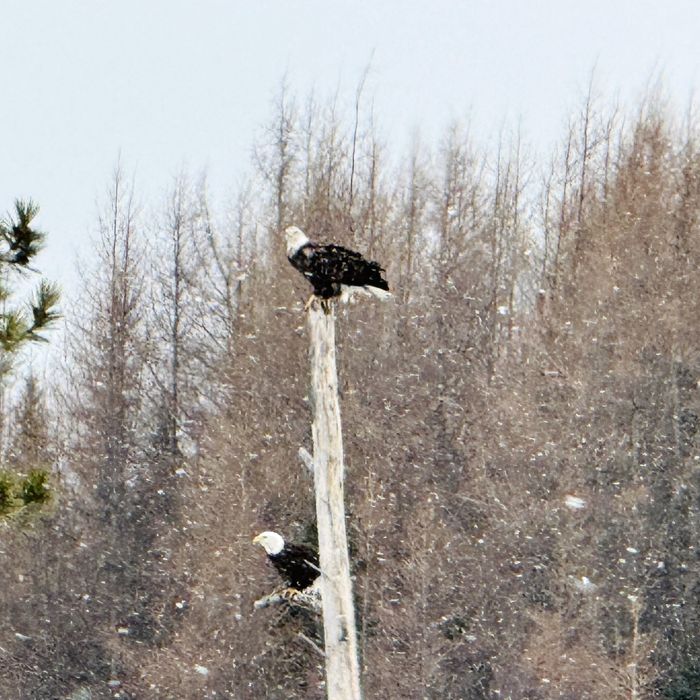 Two bald eagles perched in the trees