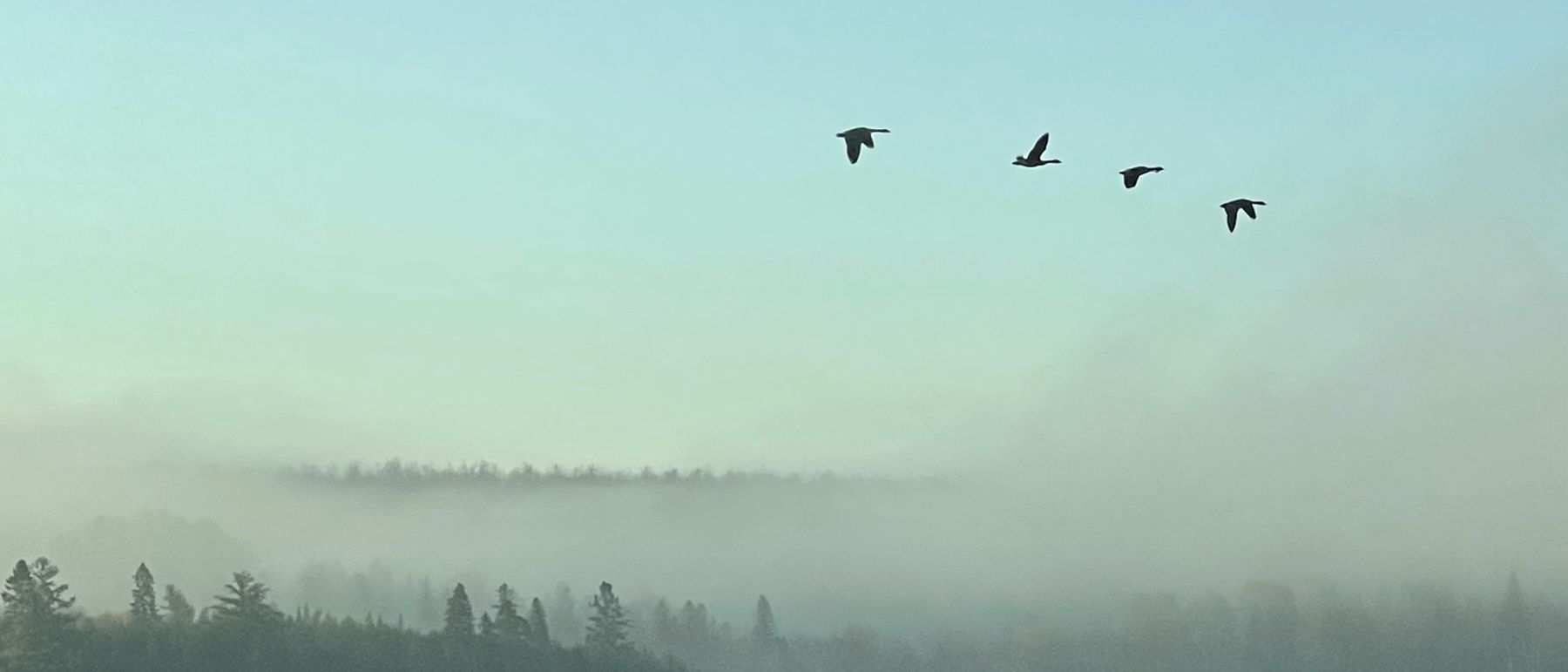 Geese flying over a foggy lake at sunrise in Maine