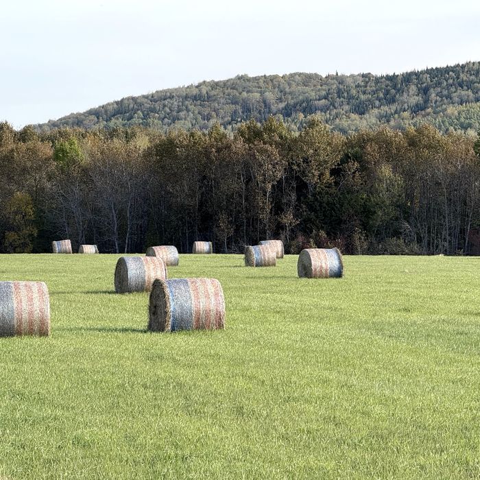 Round hay bales in a green field below a wooded hill
