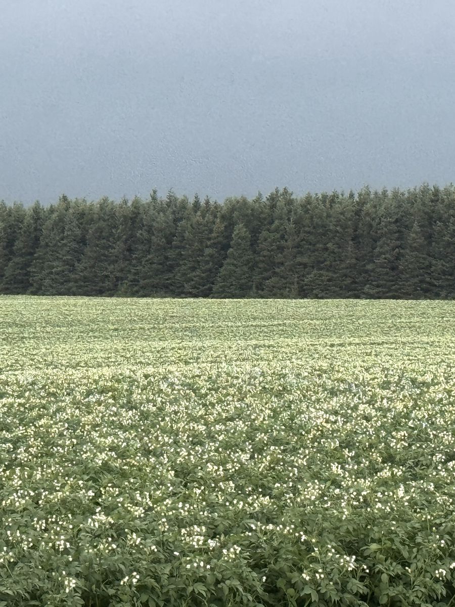 A potato field in bloom in Fort Fairfield, Maine