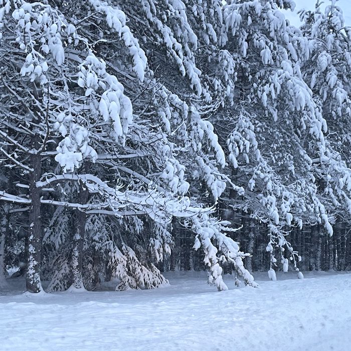 Pine trees heavy with fresh snow